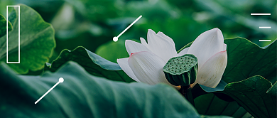 绿色荷叶二十四节气之大暑公众号首图背景