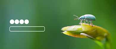 绿色传统节气之大暑公众号首图背景