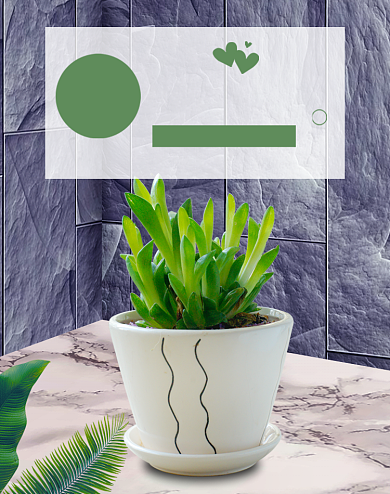 清新桌面多肉盆景促销电商海报背景