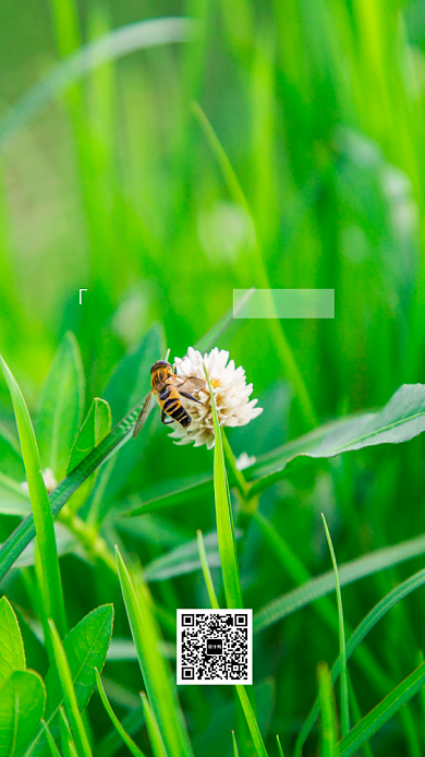 绿色清新摄影密封七月月签海报背景