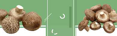 绿色农产品香菇促销banner 背景