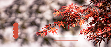 24节气白露公众号首图背景