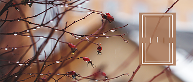 谷雨节气可爱树枝公众号首图背景