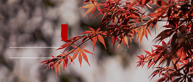 红色枫叶二十四节气秋分公众号首图背景