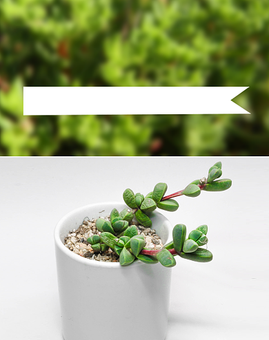 绿色清新桌面多肉盆景双十一促销海报背景