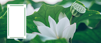 大暑绿色清新公众号首图背景