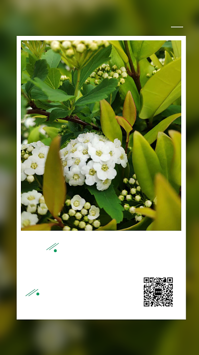八月你好简约绿植摄影照片日签海报背景