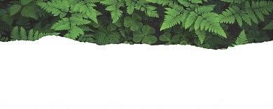 绿色植物代金券背景