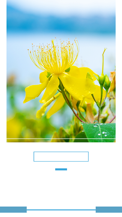 创意摄影花卉日签海报背景