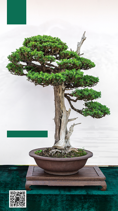 鲜花盆景促销手机海报背景