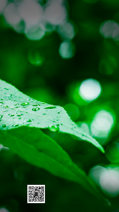 雨水节气手机海报背景