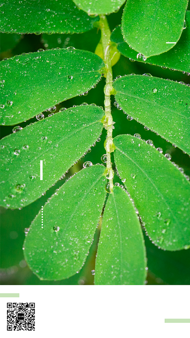 绿色七月月签海报背景