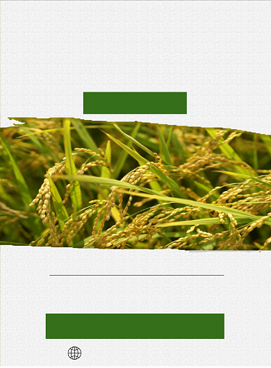 简约实物有机大米健康美味印刷海报背景