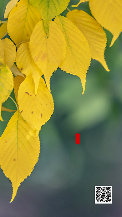 简约实景风传统节气秋分海报背景