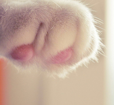 可爱猫爪吃瓜群众朋友圈封面背景