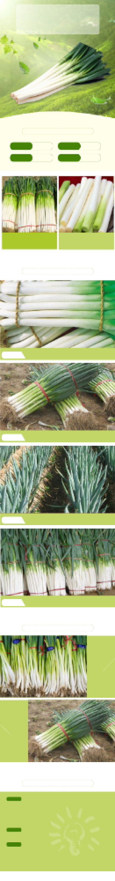 绿色蔬菜大葱详情页背景