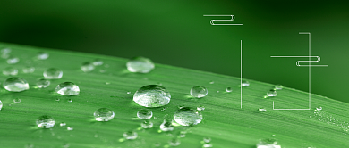 绿色摄影图白露节气公众号首图背景