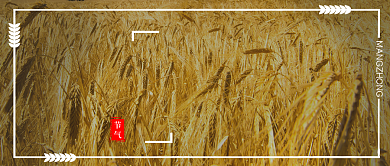 创意芒种节气时节海报微信公众号素材图片背景