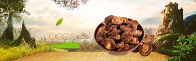自然绿色香菇美食促销banner背景