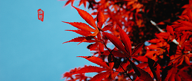 立秋简约风格枫叶首图背景
