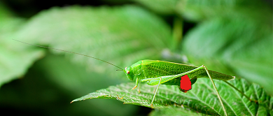 立夏蟋蟀绿色简约公众号首图背景