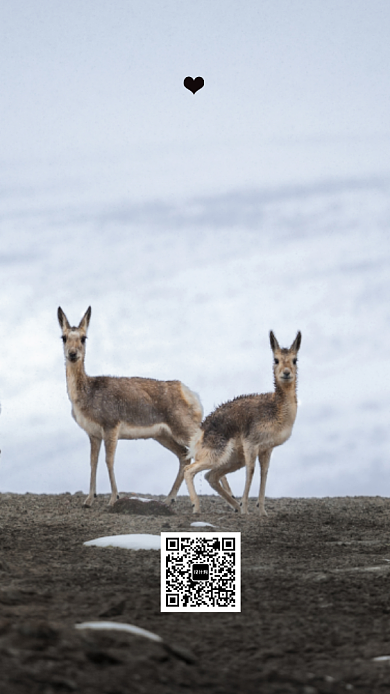 清新简约世界动物日手机海报模板背景