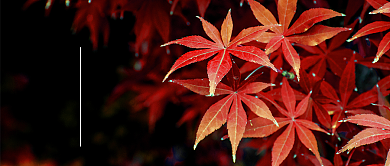 秋分节气公众号首图背景