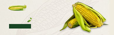 绿色水果蔬菜甜玉米促销banner背景