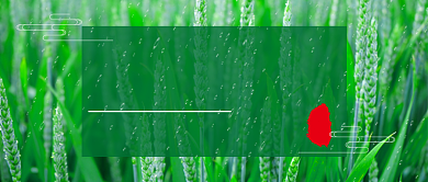 谷雨节气绿苗公众号首图背景