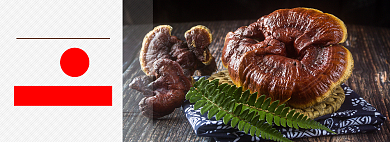 灵芝野生假一赔十促销简约海报背景