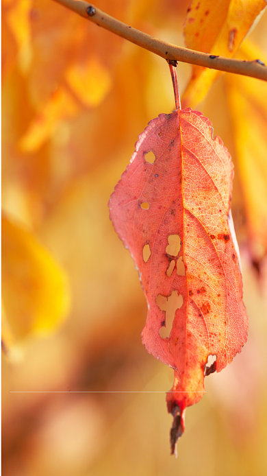 霜降传统节气宣传手机海报背景