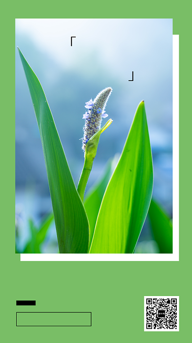 植物花卉摄影日签海报背景