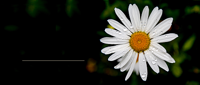 雨水节气公众号首图背景