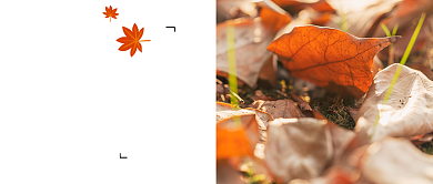 十一月份月签公众号首图背景