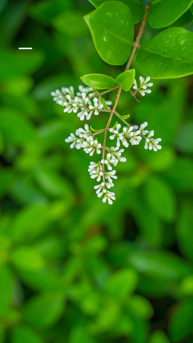 创意绿色摄影七月月签海报背景