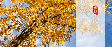 立秋佳节黄色叶子首图背景