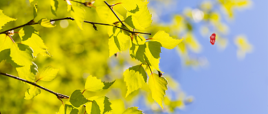 春分绿叶公众号首图背景