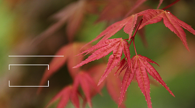 二十四个节气霜降横版手机海报背景