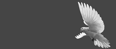 南京大屠杀公祭日公众号首图背景