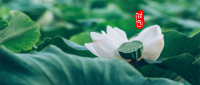 大暑绿色摄影节气宣传公众号首图背景