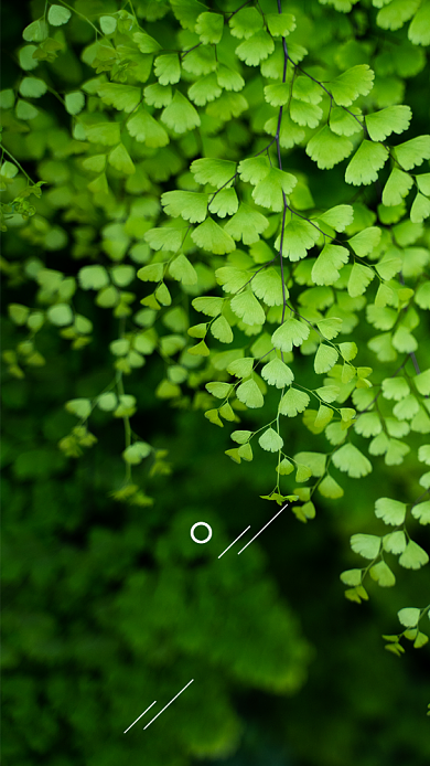 创意绿色植物七月月签海报背景