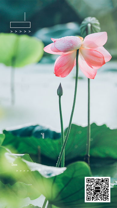 绿色大气二十四节气夏至手机海报背景