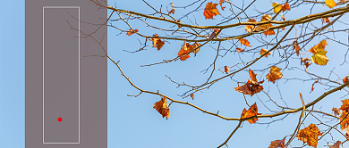 秋分时节枫叶公众号首图背景