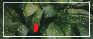 绿色处暑节气清新首图背景