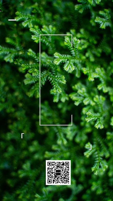 绿色植物七月月签海报背景