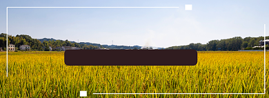 东北大米淘宝banner背景