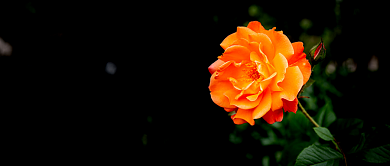 遇见七月首图背景