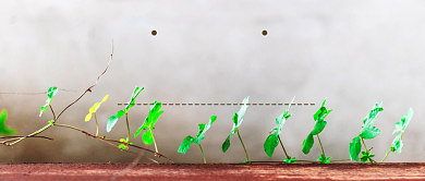 惊蛰复苏公众号首图背景