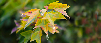 寒露微信公众号素材图片背景