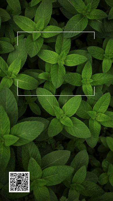 七月大暑节气日签海报背景